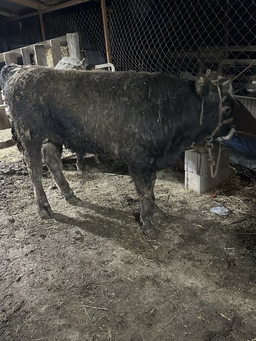 Бука бык бычек бык бука