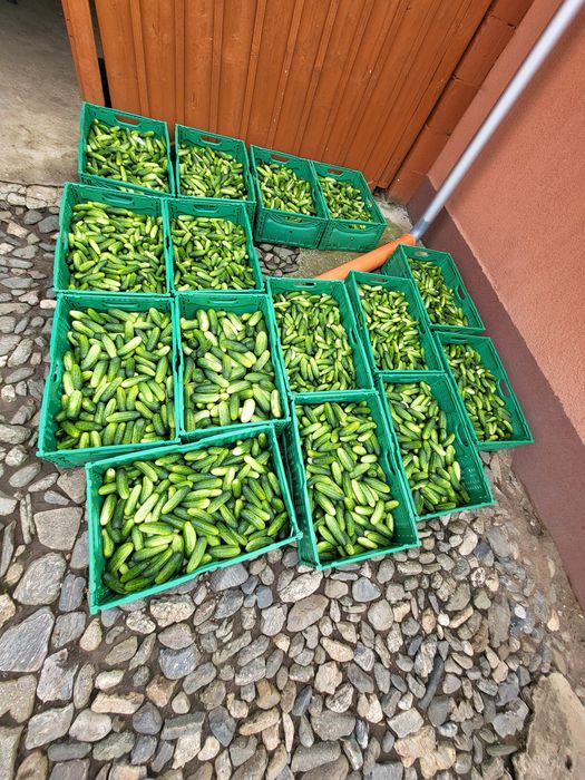 Castraveți ecologici