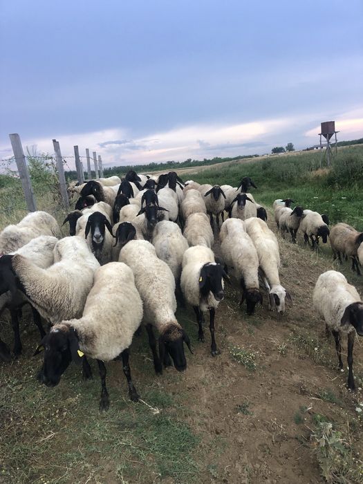 De vanzare oi carabase sarbesti