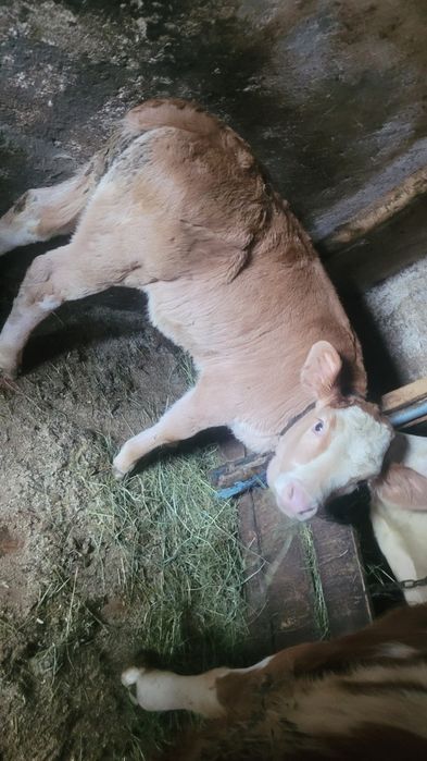 Vând o viață mai multe detalii la telfon