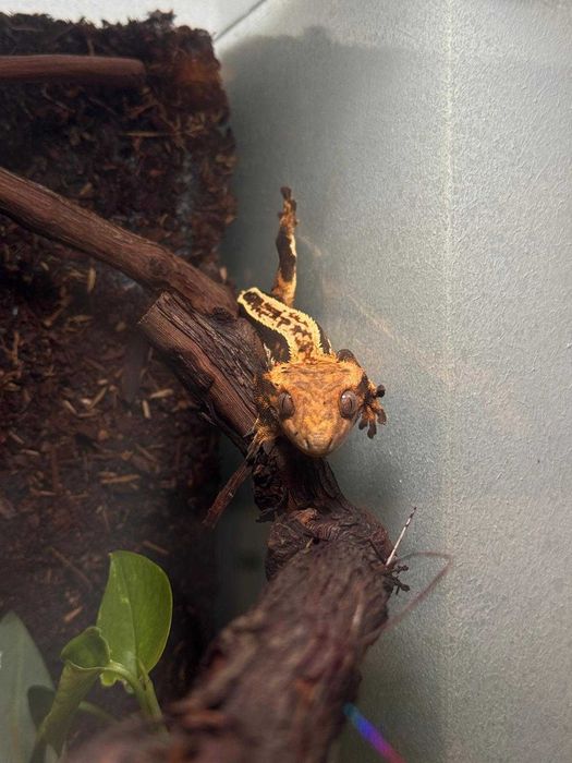Crested Gecko/ Gecko Crestat