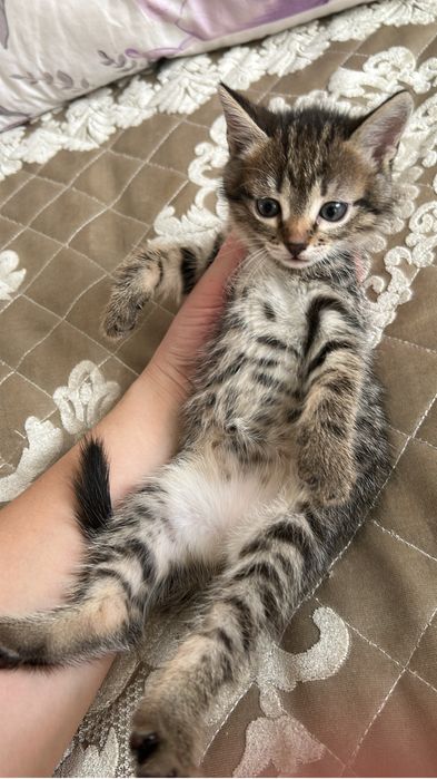 Отдам котят в хорошие руки