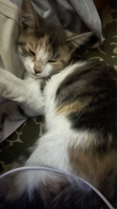 В хорошие руки котенка девочка