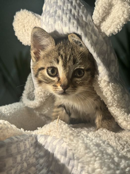Котенок крысолов девочка в добрые руки