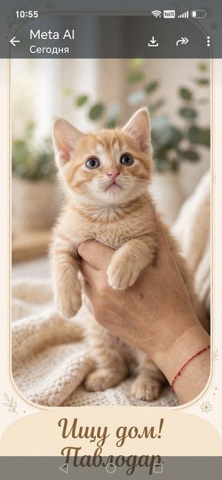 Ищем дом для котят