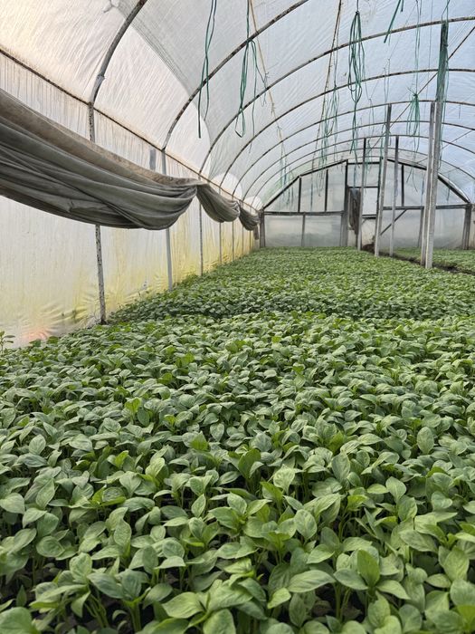 Rasaduri de ardei(kapia, galben) gogosari rosii(de mai multe feluri) vinete telina varza(toamna, vara) si altele