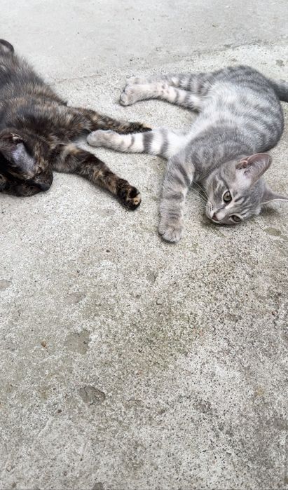 Котенок мальчик в добрые руки