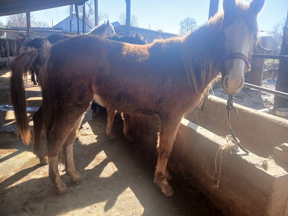 Продаю датчика 1.2