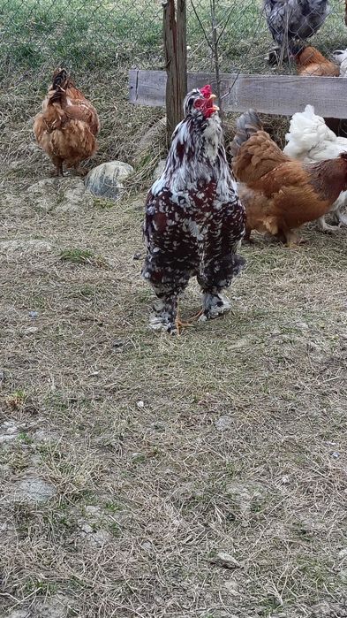 Oua de vînzare de la găini motate