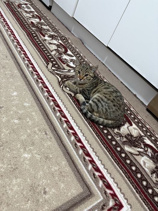 Отдам двух Кошечек