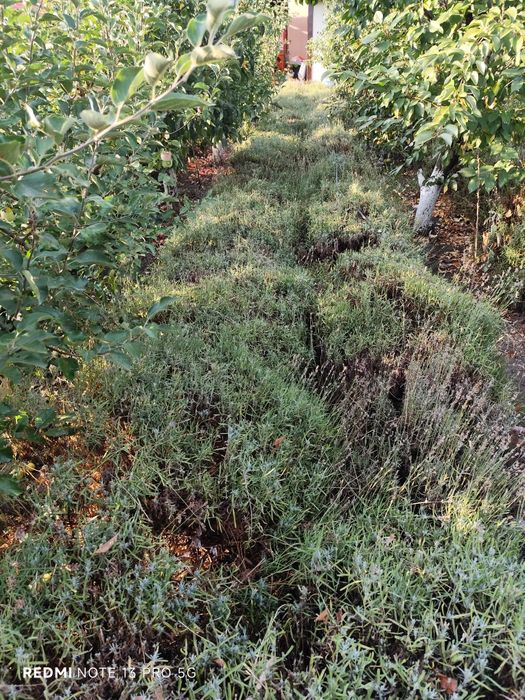 Vand lavanda cultura proprie