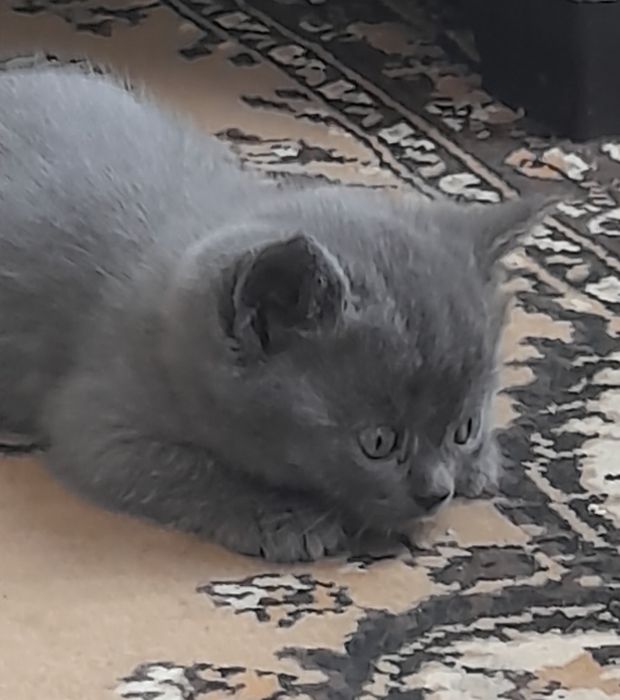 Ажойиб  мушукчалар