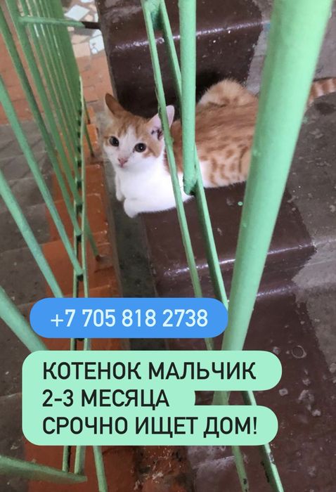 Котята ищут  дом