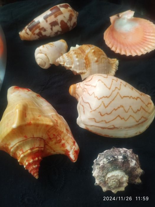 Ракушки морские ,океанические