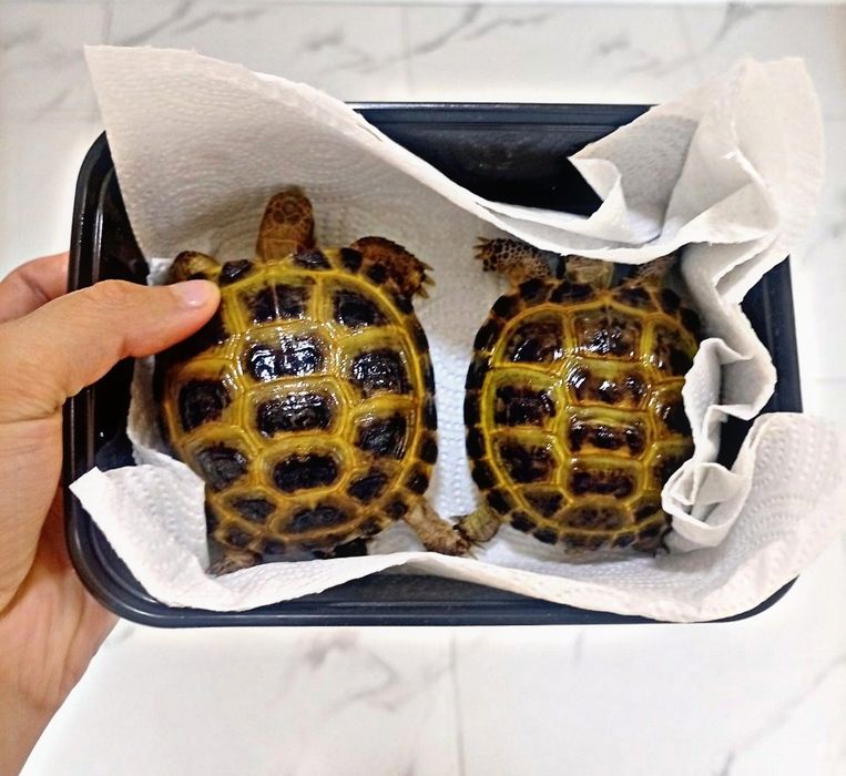 Toshbaqa sotiladi!(Продается черепашки!)