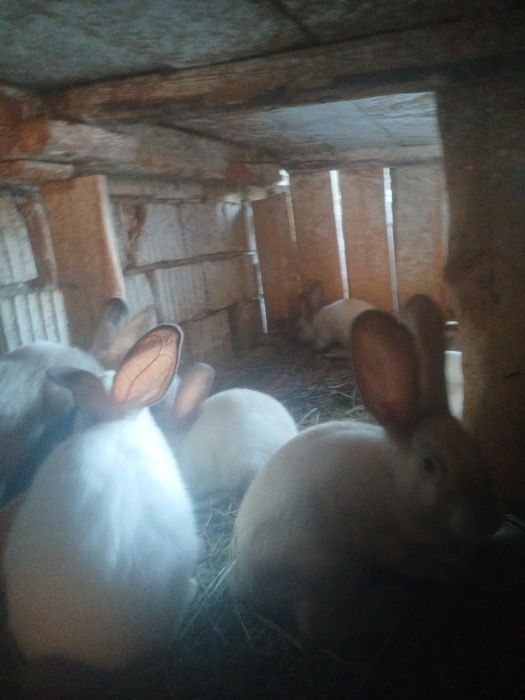 Vând iepuri secuiești 80 de lei bucata.Nr tel 0792489520.