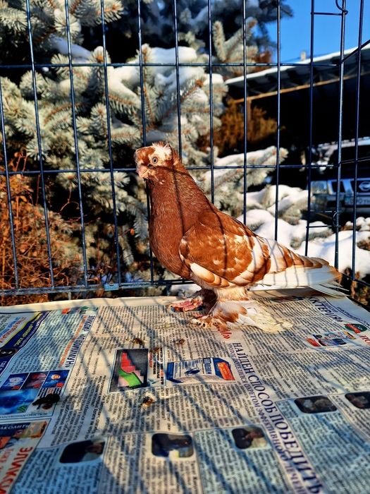 Продам голубку капканку