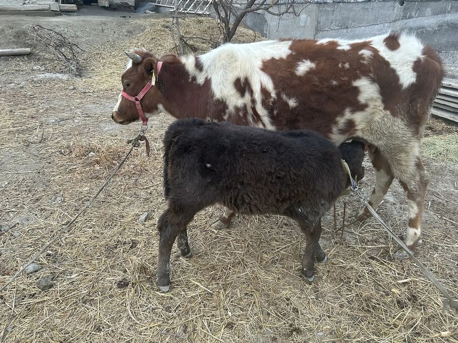 Она бола сигир сотилади