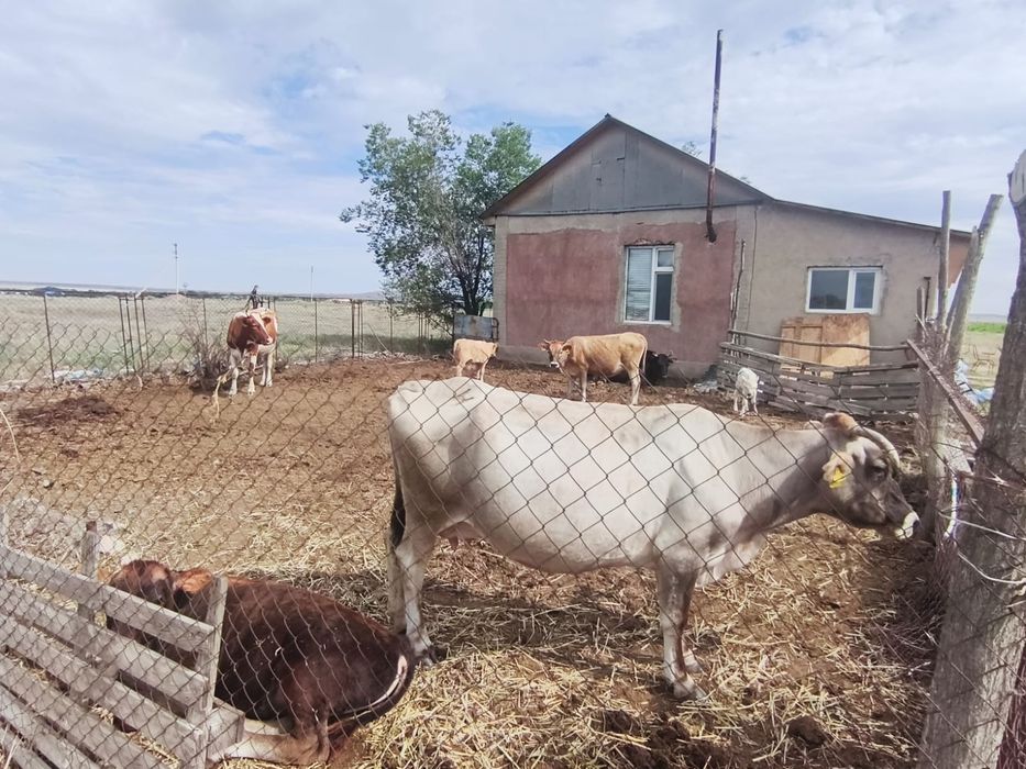 Продам коров с бычками