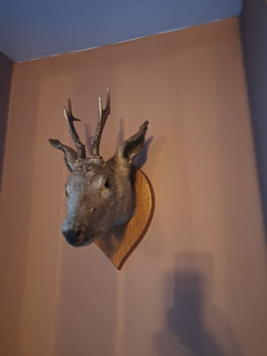 Продавам трофеи сръндак