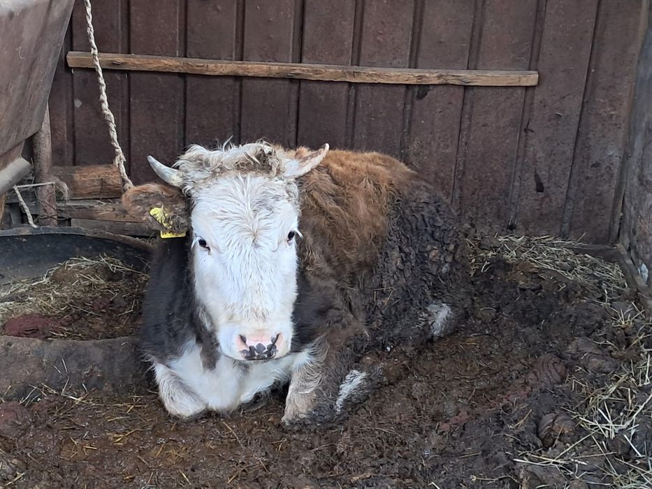 Құнажын 1 жас 8 ай