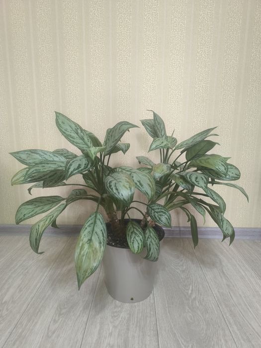 Продам комнатный цветок