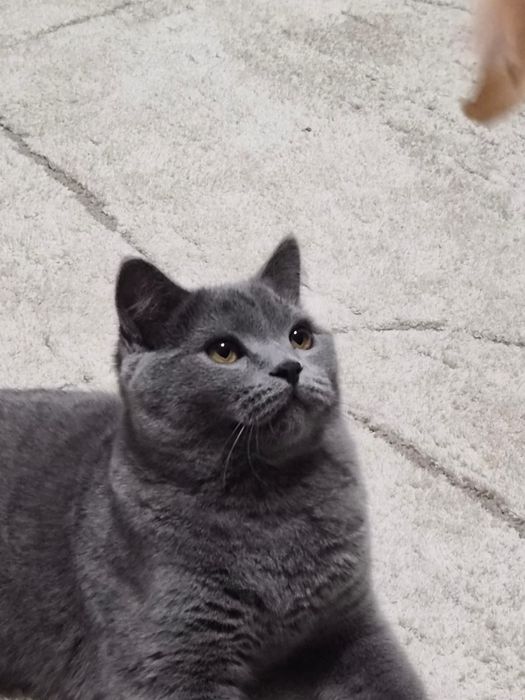 Продам британец короткошеостный