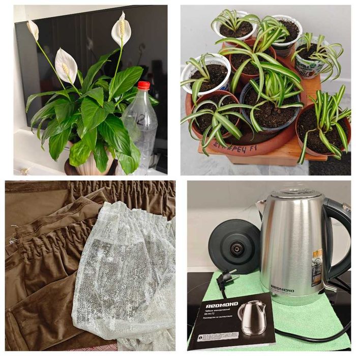 Комнатные цветы, шторы, тюль, электро-чайник