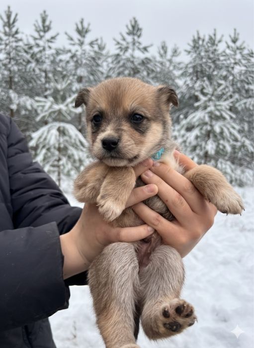 Щенки в добрые руки кушик тегин