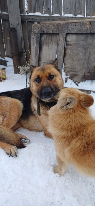 Овчарка девочка для случки