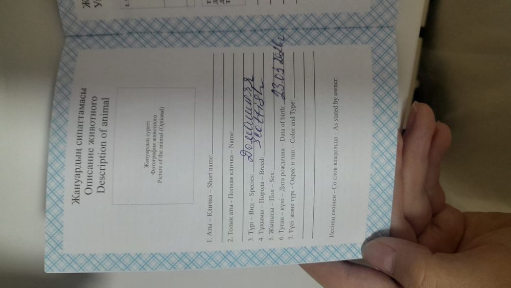 Продам кошку домашняя