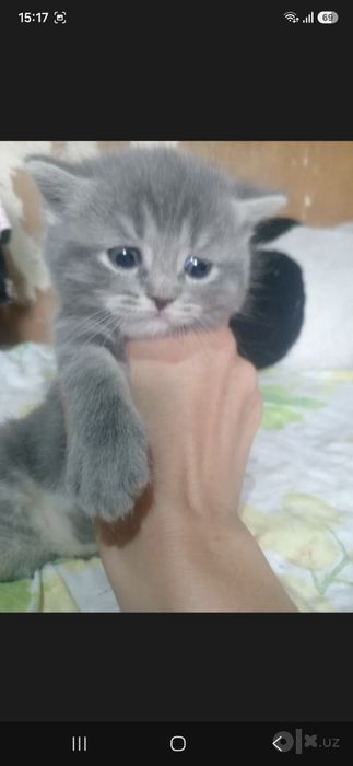 Продам котят Британские