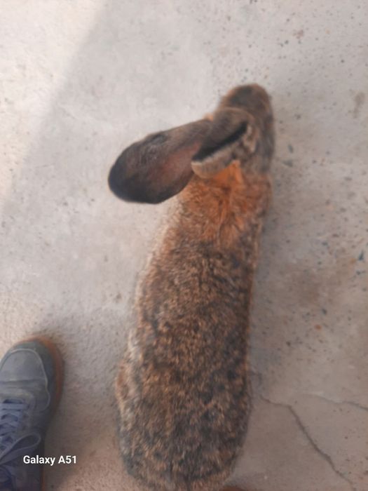 Quyon vilikan toza zoti