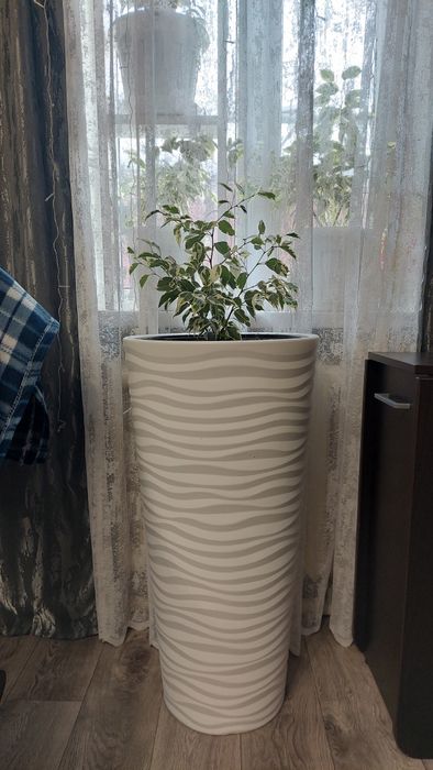 Фикус бенджамина пестролистый.