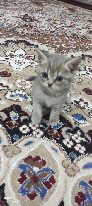 Mushukcha sotiladi zoti British Shorthair jinsi qiz ikki oylik