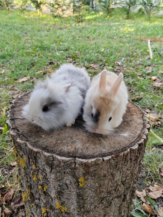 Vând iepuri cap de leu