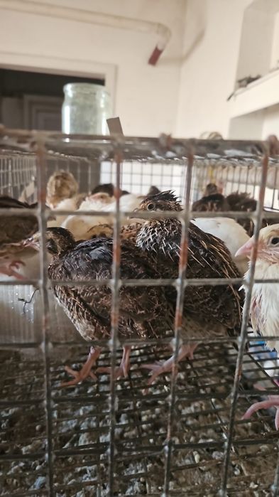 Продам перепелов