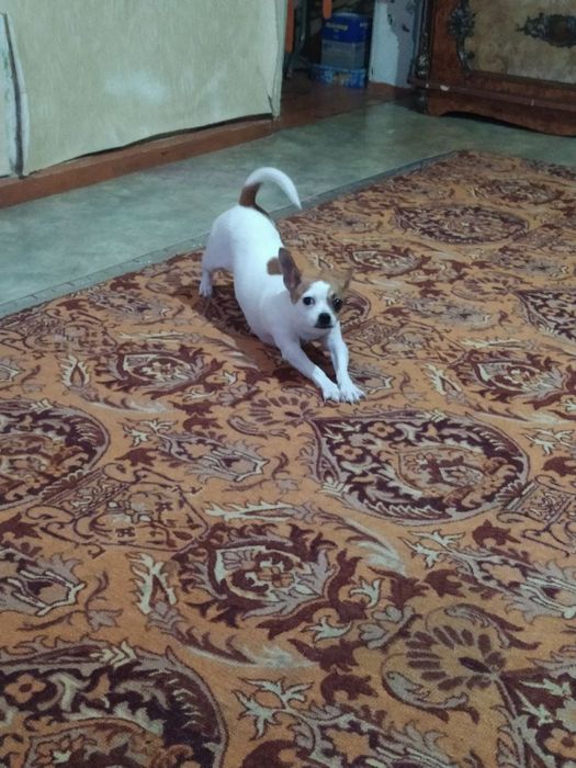 Девочка чихуахуа