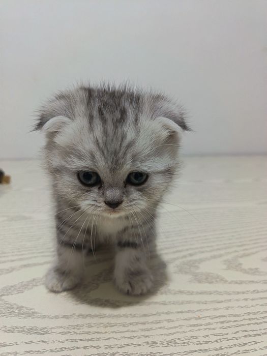 Мушук болари сотилади 4та бор