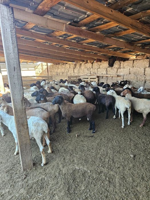 Кой токты тусак сек