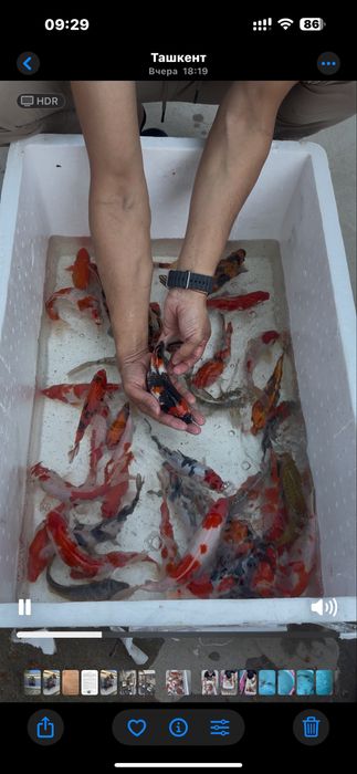 Кои рыба для пруда привазная