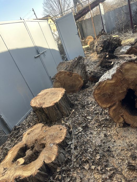 Спил деревьев,Ағаш кесемыз.