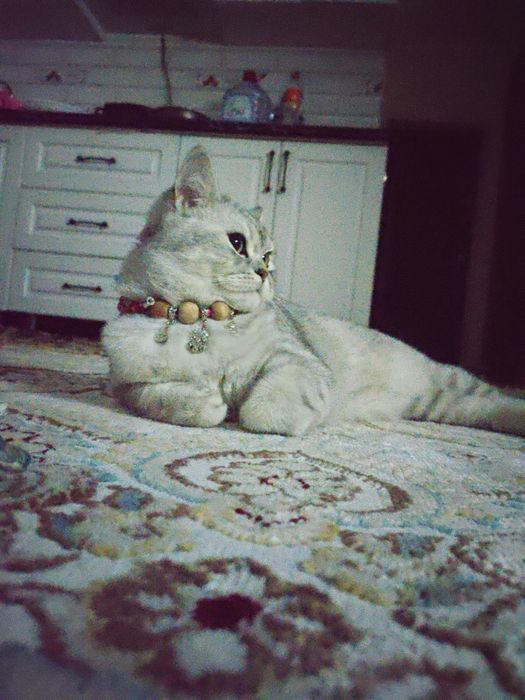 Срочно продаю. Британский короткошёрстная