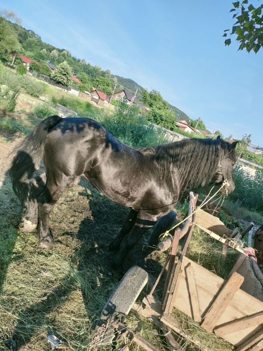 Vând cârlan fitero de 3 ani
