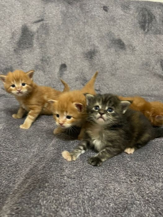 Крутые Мейн-Куны в продаже