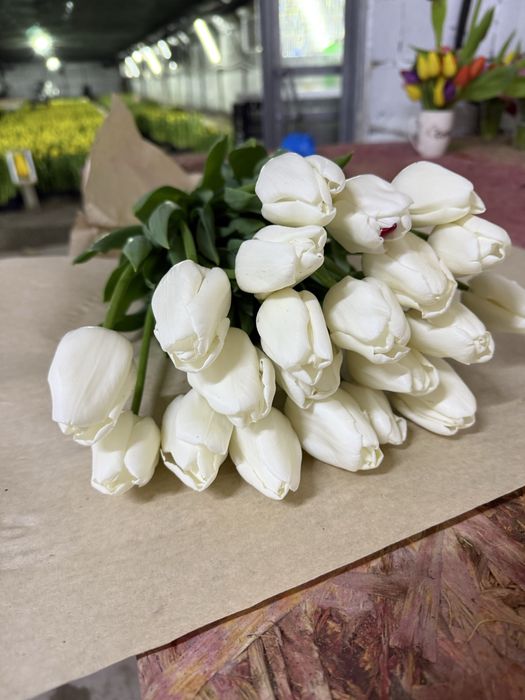 Луковицы тюльпанов