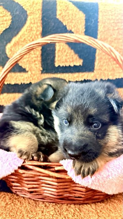 Продаются щенки немецкой овчарки