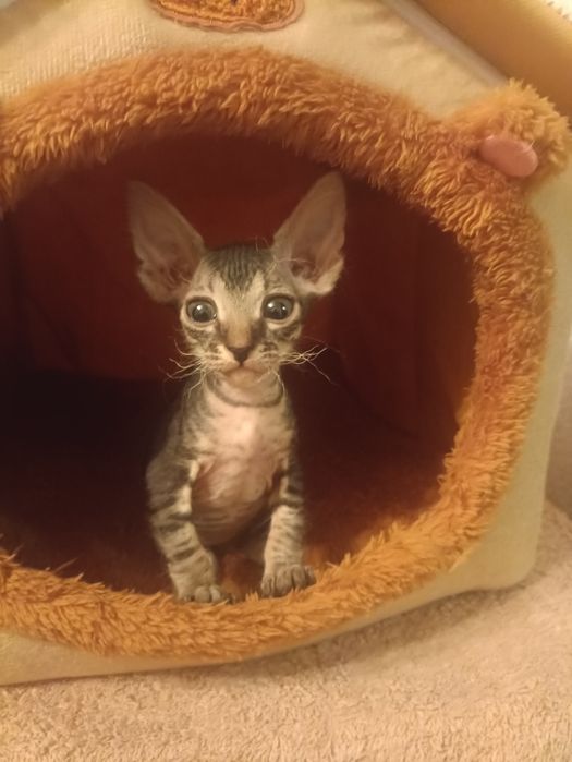 Продам котят донского сфинкса.