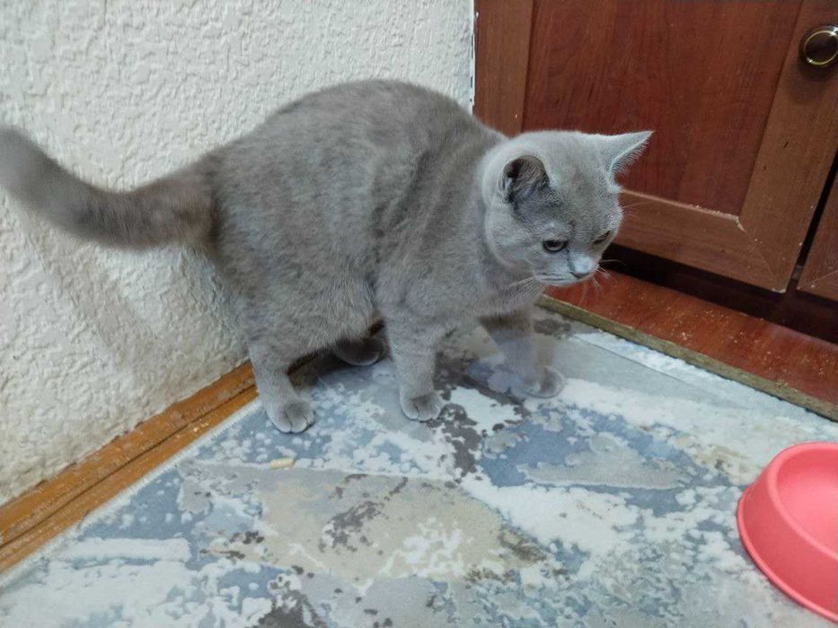 Срочно Продаётся британец