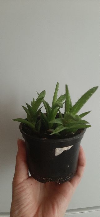 Паста цитокининовая, алоэ